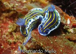 Love is love anywhere with anyone - these nudibranchs hav... by Bernardo Mello 